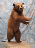 LIFESIZE CINNAMON BLACK BEAR TAXIDERMY