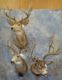 3 DEER SH MTS (3X$) TAXIDERMY