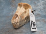 BABOON SKULL TAXIDERMY