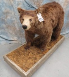 FULL BODY CINNAMON BLACK BEAR ON BASE