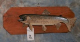 RAINBOW TROUT TAXIDERMY