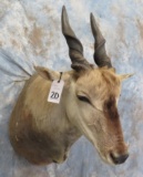ELAND SH MT TAXIDERMY
