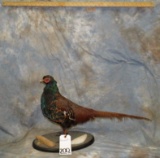 VERY RARE MRS HUMES PHEASANT FROM JOHN BROMMEL'S ESTATE TAXIDERMY
