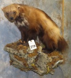 LIFESIZE WOLVERINE TAXIDERMY