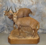 2 LIFESIZE BUSHBUCK ON 1 BASE (ONE$)