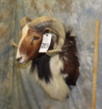 PAINTED CORSICAN SH MT TAXIDERMY