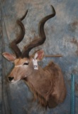 GRANTS GAZELLE TAXIDERMY