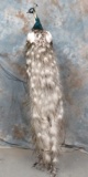 FULL BODY PIED PEACOCK ON PEDISTAL