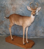 LIFESIZE 8 PT WHITETAIL DEER TAXIDERMY