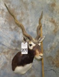 BLACKBUCK SH MT TAXIDERMY