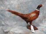 FULL BODY BRONZE RING NECK PHEASANT
