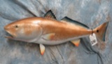REPRO RED FISH 1/2 BODY MT