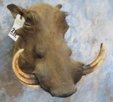 WARTHOG SH MT TAXIDERMY