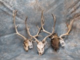 3 FALLOW ANTLER ON SKULL (3X$) TAXIDERMY