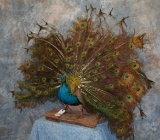 TABLE TOP STRUTING INDIGO PEACOCK TAXIDERMY