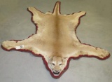 BEAUTIFUL MTN LION RUG TAXIDERMY