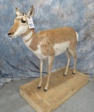 LIFESIZE PRONGHORN TAXIDERMY