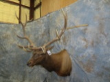 ELK SH MT TAXIDERMY