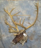 CARIBOU SH MT WITH REMOVABLE HORNS TAXIDERMY