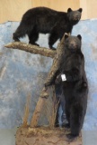 FULL BODY BLK BEAR ON 4 LEGS AND FULL BODY STANDING BLK BEAR