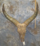 XL CARVES WATUSSI SKULL FROM JOHN BROMMEL'S COLLECTION