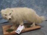 LIFESIZE ARCTIC FOX  TAXIDERMY