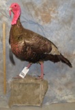 LIFESIZE TURKEY TXIDERMY