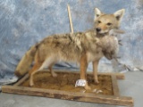 FULL BODY COYOTE W/ PRAIRIE CHICKEN ON BASE