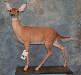 LIFESIZE WHITETAIL FAWN MOUNT TAXIDERMY