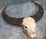 WATER BUFFALO SKULL TAXIDERMY