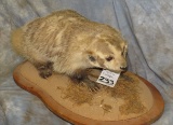 LIFESIZE BADGER TAXIDERMY