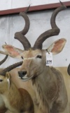 KUDU SH MT TAXIDERMY