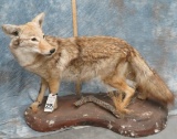 HEAVY FUR LIFESIZE WESTERN COYOTE
