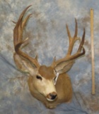 MULE DEER SH MT TAXIDERMY