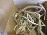 BOX OF 30LBS OF ANTLERS  TAXIDERMY