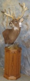 XL WHITETAIL PED TAXIDERMY