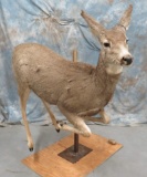 LIFESIZE MULE DEER DOE TAXIDERMY