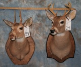 2 SPIKE WHITETAIL SH MTS (2X$) TAXIDERMY