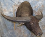 WATERBUFFALO SH MT TAXIDERMY