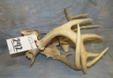 SET OF LOCKED WHITETAILS ANTLERS TAXIDERMY