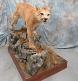 LIFESIZE COUGAR ON ROCK BASE  TAXIDERMY