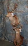 1 FALLOW DEER AND 1 8 PT WHITETAIL SH MT (2X$) TAXIDERMY