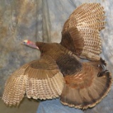 LIFESIZE FLYING TURKEY  TAXIDERMY