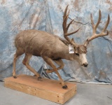 LIFESIZE MULE DEER W/ XL REPRODUCTION HORNS TAXIDERMY