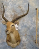 KAFUE LECHWE TAXIDERMY