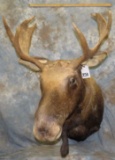 MOOSE SH MT TAXIDERMY