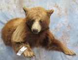 1/2 BODY CINNAMON BLACK BEAR