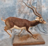 FULL BODY BLACKBUCK TAXIDERMY