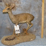 CORDEAUX DIK DIK TAXIDERMY