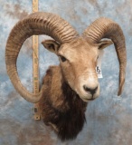 RAM SH MT TAXIDERMY